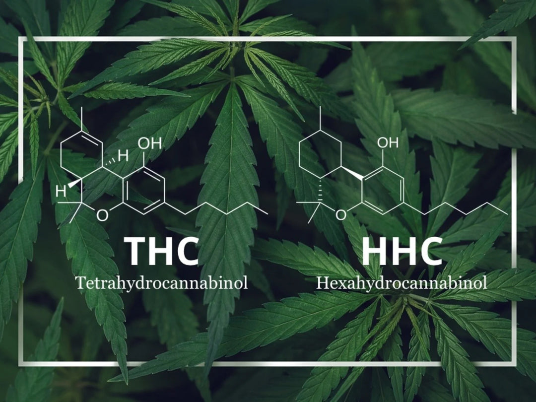 What Is the Difference Between HHC and THC? Exploring Cannabis Compounds